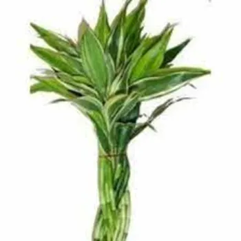 Green Bamboo Plant